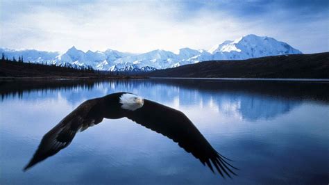 Native American Eagle HD Wallpapers - Top Free Native American Eagle HD Backgrounds ...