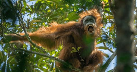 Las especies más espectaculares descubiertas en 2017