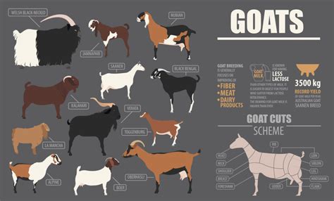 13 Best Meat Goats For Your Homestead Boost Nutrition And Minimize Care