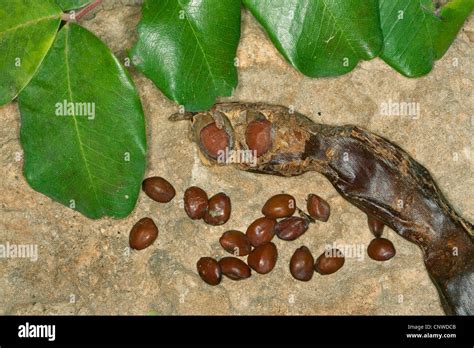 Fruto del algarrobo fotografías e imágenes de alta resolución Alamy