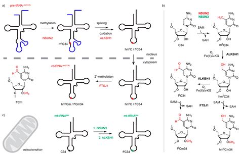 Genes Free Full Text Eukaryotic 5 Methylcytosine M5C RNA