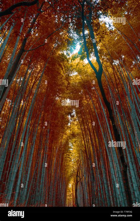 Bamboo Forest Kyoto Stock Photo - Alamy