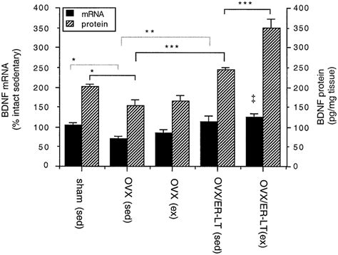 BDNF Protein Levels Increase With Estrogen And Exercise Similar To