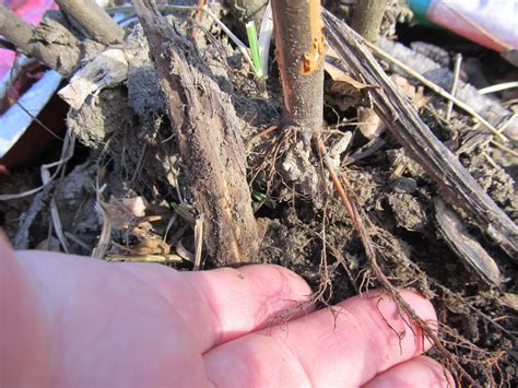 Eaton Rapids Joe Quince Rootstock Were Put Into The Ground Yesterday