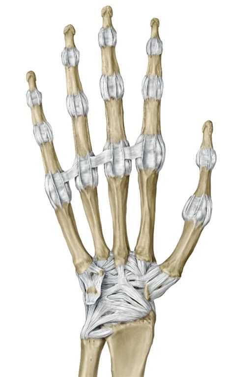 Palmar Volar Ligaments Diagram Quizlet