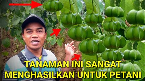 Tanaman Penghasil Uang Tercepat Bulan Sudah Panen Youtube