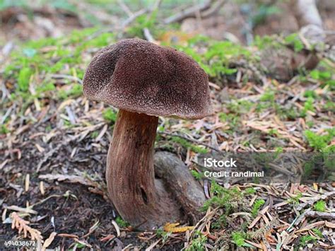 Admirable Bolete Aureoboletus Mirabilis Stock Photo Download Image