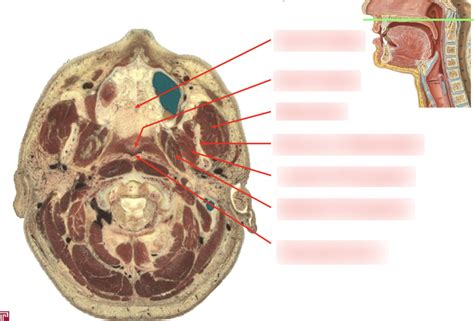 Cross Section Diagram Quizlet