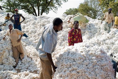 Bénin Campagne inédite de récolte du coton