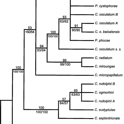 Maximum Parsimony Majority Rule Bootstrap Consensus Tree Obtained