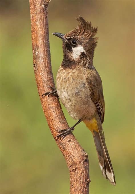 Himalayan Bulbul Pycnonotus Leucogenys Afghanistan Bhutan India