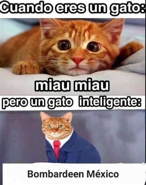 Miau Miau Meme Subido Por Pikabrawl Memedroid