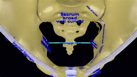 3D Pelvis Types Hip Bone Labelled Detailed - TurboSquid 2044764