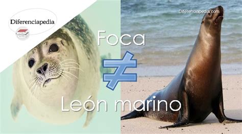 Diferencia entre foca y león marino Diferenciapedia La Web de