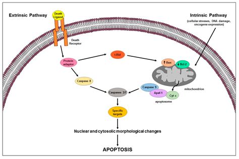 Ijms Free Full Text Estrogen Receptors Mediated Apoptosis In