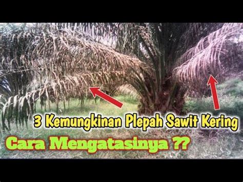 CARA MENGATASI PELEPAH SAWIT KERING DAN 3 KEMUNGKINAN PELEPAH SAWIT