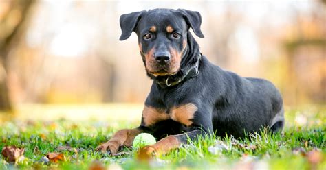 Rottweiler Mischling Im Mix Mit Dobermann Labrador And Co