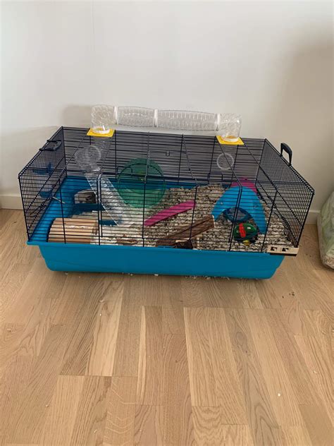 New Cage Set Up Hamsters Amino