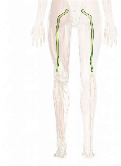 The Sciatic Nerve Anatomy And 3d Illustrations