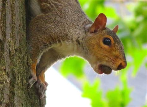 How Do Squirrels Climb Trees Pethelpful