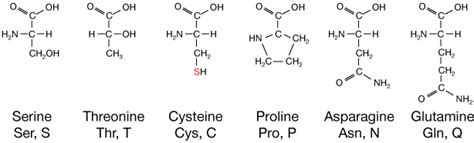 Proline Structure Amino Acid