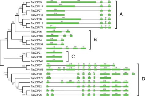 Genome Wide Identification And Evolutionary Analyses Of BZIP