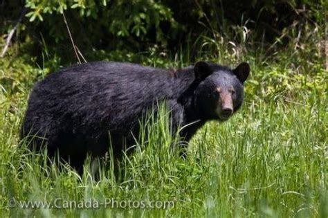 Red Lake Ontario Wildlife Black Bear - Photo & Travel Idea Canada