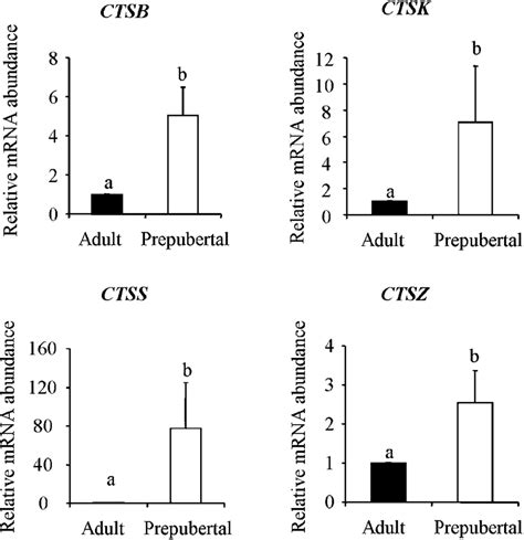 Quantitative Real Time Rt Pcr Analysis Of Ctsb Ctsk Ctss And Ctsz