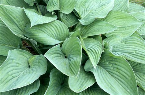 Hosta Fortunei Var Hyacinthina Hyacinthine Plantain Lily Herbaceous