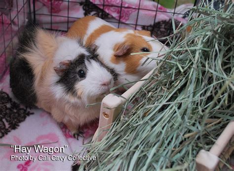 Cali Cavy Collective A Blog About All Things Guinea Pig Wooden Hay