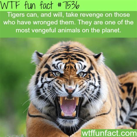 Interesting Facts About Tigers That You Never Knew 58 Off