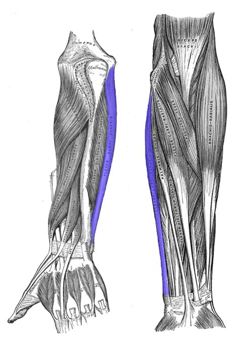 C Mo Identificar Y Tratar La Tendinitis Cubital En La Mu Eca