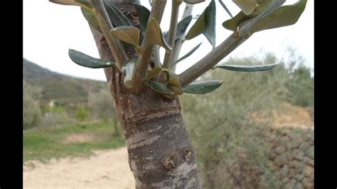 Aprende A Injertar Un Olivo Adulto Gu A Paso A Paso Herbie Seeds