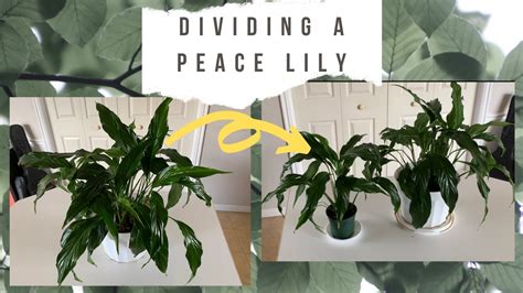 Peace Lily Propagation For Beginners Dividing A Peace Lily Youtube