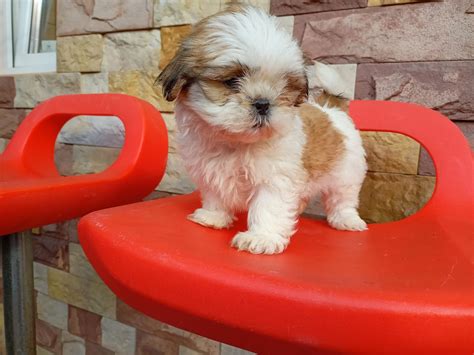 Shih Tzu Szczeniak Sunia Krak W Bronowice Olx Pl