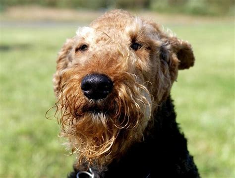 Airedale Terrier Poodle Mix Your Complete Breed Guide To Airedoodle