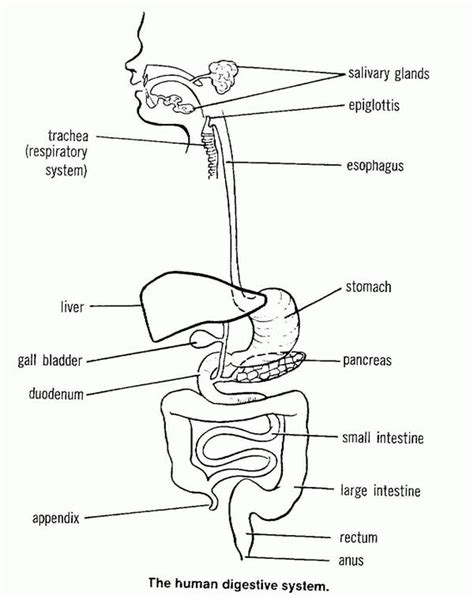 Free Printable Digestive System Diagram