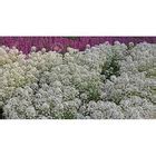 Alyssum Maritimum Lobularia Aliso Flor X Semillas Mercadolibre