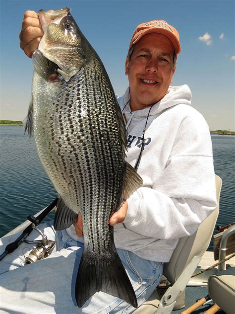 Wipers Catching Hybrid Striped Bass Outdoor Life