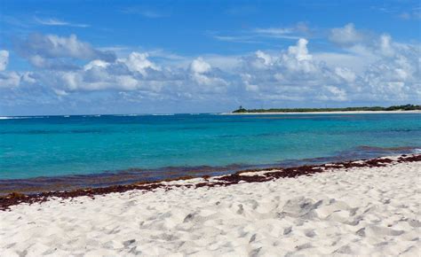 Anegada Beautiful Beaches Queen Conchs Iguanas Andcats Getting