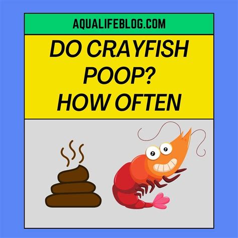 How Do Crayfish Breath Full Illustrative Guide With Pictures Aqualife