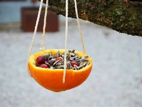 Vogelfutter in Orangenschalen Vögel füttern im Winter Torftrottel