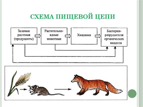 Пищевые цепи. Взаимосвязи организмов в природных сообществах ...