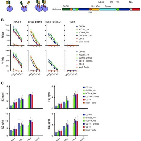 Design And In Vitro Characterization Of Bispecific Cars A Schematics