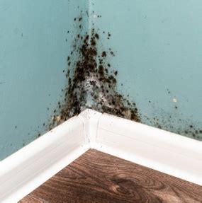 Ascospores Mold in the Home