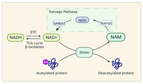 The Nicotinamide Adenine Dinucleotide NAD Metabolism The Level Of