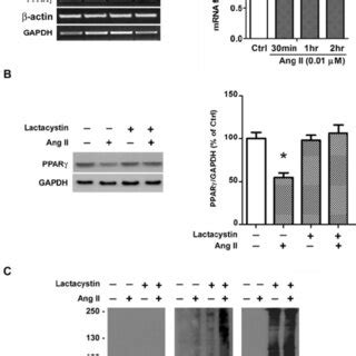 Ang II induces ubiquitin proteasome dependent degradation of PPARγ A