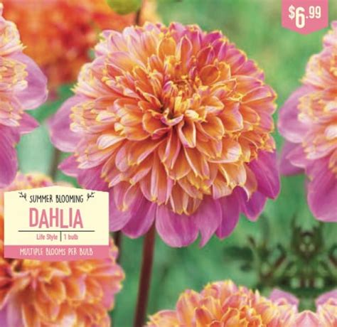 Garden State Bulb Summer Blooming Dahlia Bulbs Life Style Ct