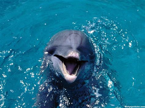 HD Dolphin Smiling Wallpaper | Download Free - 140641