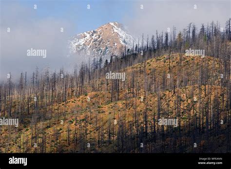 Siskiyou Mountains 2002 Biscuit Fire Burn Kalmiopsis Wilderness Stock